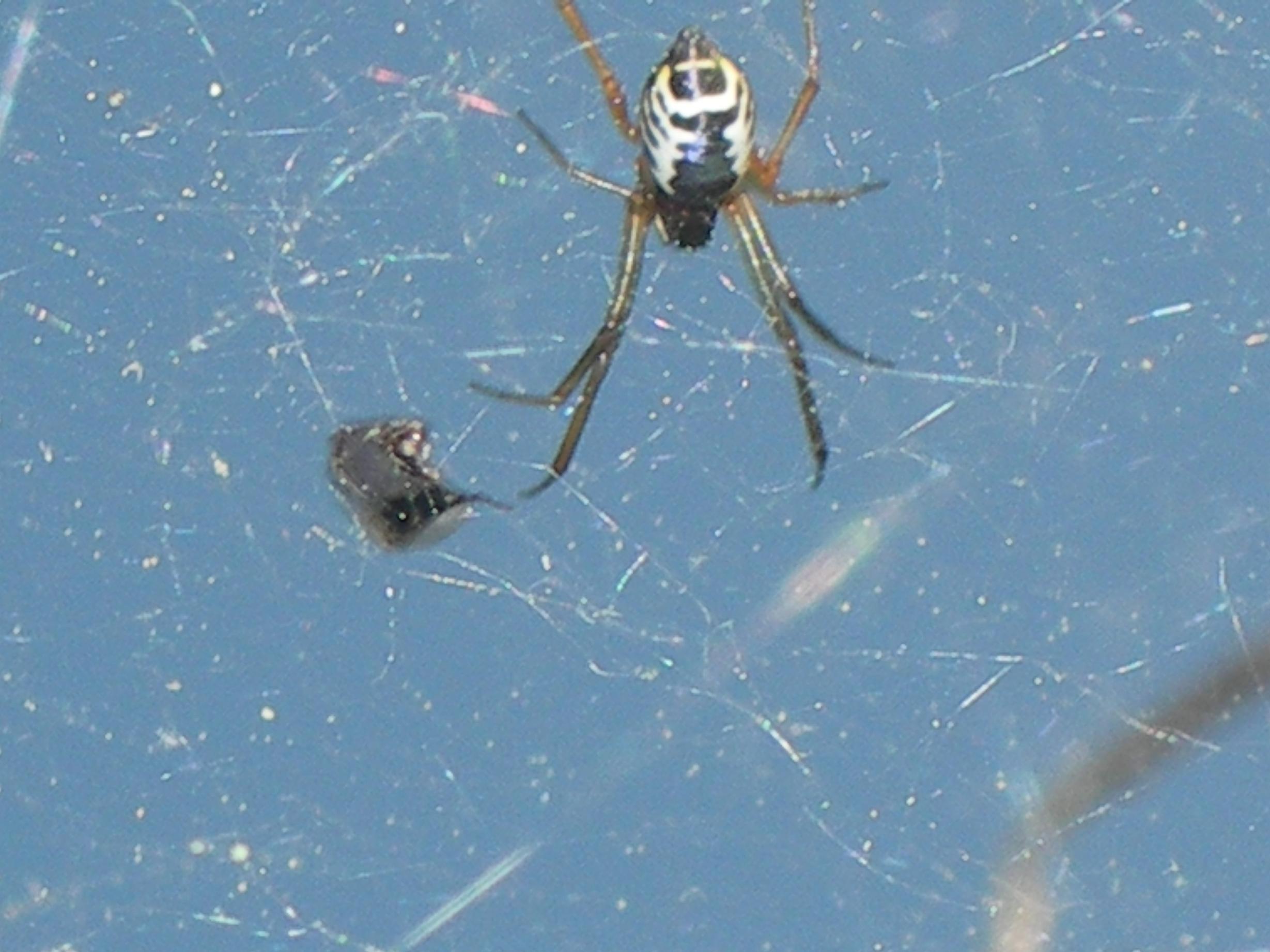 Frontinellina frutetorum